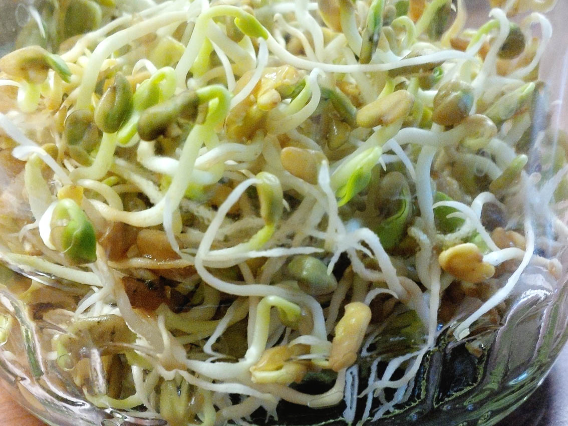Sprossen-Salat aus Bockshornklee « Küchentratsch